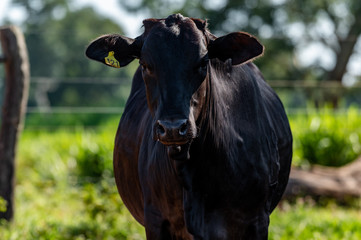 Pantanal cattle grazing in Brazilian livestock