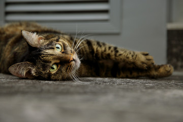 The cat is lying on the gray floor.