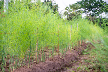 Plant with small green leaves of Edible Asparagus, Garden Asparagus or Asparagus Officinalis are growing in the field, Planting vegetables and agriculture in Thailand