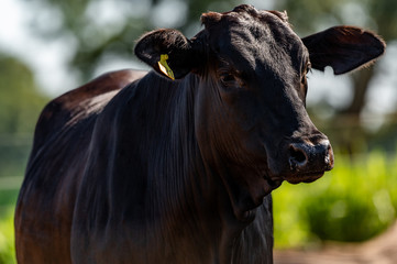 Pantanal cattle grazing in Brazilian livestock