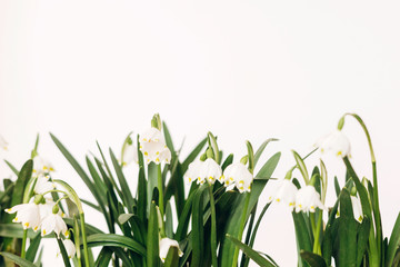 Hello spring. Spring flowers growing on white background with copy space. Fresh Buds, leaves and blooming flowers. Spring snowflake. First flowers