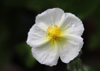 The lovely tiny white flower of Helianthemum apenninum also known as rock rose or sun rose, covered in morning dew. Extreme close up.