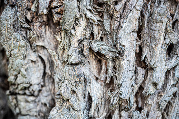 Closeup detail texture and pattern of rough wood surface, Black and white old tree bark abstract...