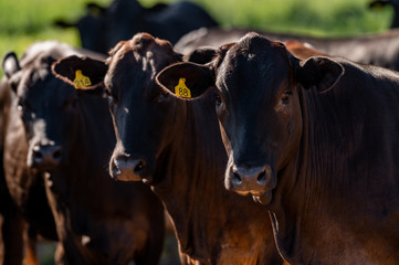 Pantanal cattle grazing in Brazilian livestock