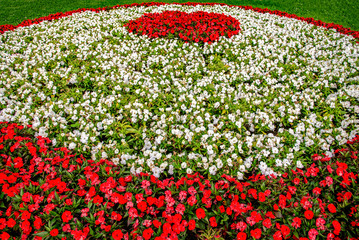 Aiola tricolore