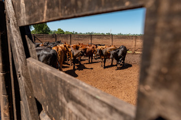 Pantanal cattle grazing in Brazilian livestock
