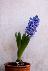 blue hyacinth on porous white background