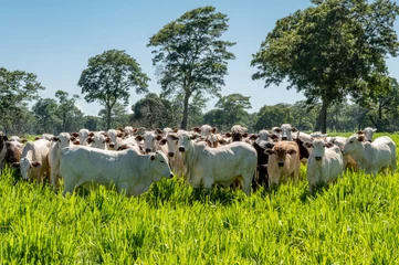 Fotobehang Pantanal cattle grazing in Brazilian livestock © Marcus