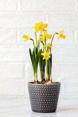 Spring flower daffodil in a pot on a background of a white brick wall.