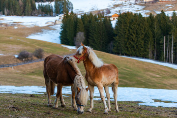 Obraz premium Beautiful horse