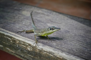 St. Vincent and the Grenadines – Lizard at Wallilabou Heritage Park