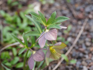 Hellébore pourpre (Helleborus purpurascens)