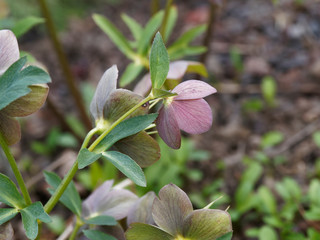 Hellébore pourpre (Helleborus purpurascens). Feuillage vert, brillant et lobées aux cymes de fleurs pendantes en coupe de couleur gris pourpré au rose foncé ombré de vert