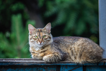 A street cat on a back ground of green leafs.