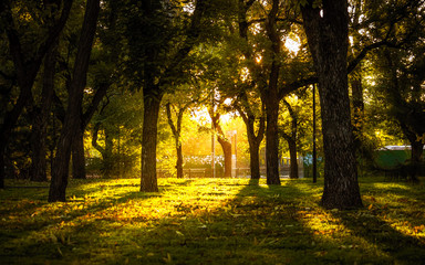 A park with green grass and yellow sunlight visible through the branches of trees.