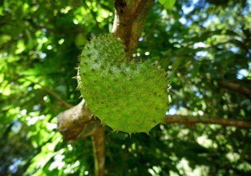 St. Vincent and the Grenadines &ndash; Brazilian pawpaw