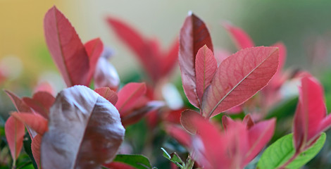 red flower