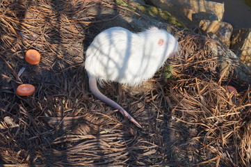 White aquatic nutria eats carrots on the shore.