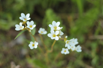 Natural flowers of striking colors in the field. Macro flower with fresh light 