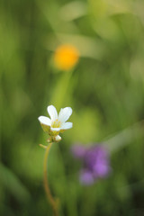 Natural flowers of striking colors in the field. Macro flower with fresh light 