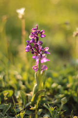 Natural flowers of striking colors in the field. Macro flower with fresh light 