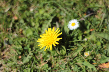 Natural flowers of striking colors in the field. Macro flower with fresh light 