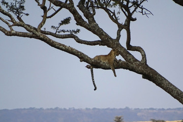 Panthera pardus pardus