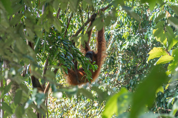 Orang Utans im Nationalpark Bukit Lawang/Sumatra
