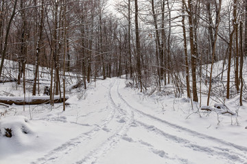 Fototapeta premium Fork In The Winter Trail