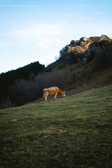 Profile view of a brown cow grazing on a hill in the Basque Country