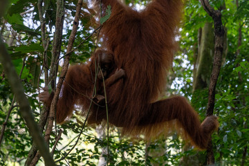 Orang Utans im Nationalpark Bukit Lawang/Sumatra