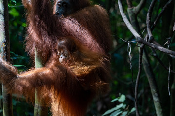 Obraz premium Orang Utans im Nationalpark Bukit Lawang/Sumatra