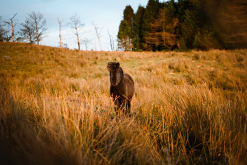 Cute small black horse standing still in yellow grass field