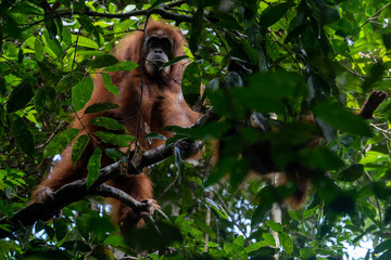Orang Utans im Nationalpark Bukit Lawang/Sumatra