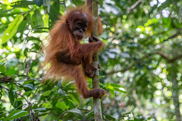 Naklejka premium Orang Utans im Nationalpark Bukit Lawang/Sumatra