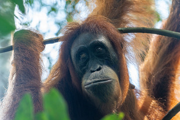 Orang Utans im Nationalpark Bukit Lawang/Sumatra © Fabian