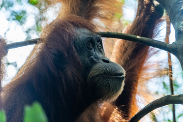 Orang Utans im Nationalpark Bukit Lawang/Sumatra