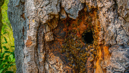 bee tree - bees (apis mellifera) living in tree