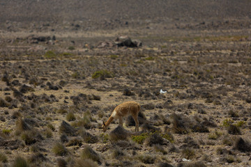 vicuna