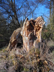 Fototapeta na wymiar Morscher abgestorbener Baum im Vorfrühling