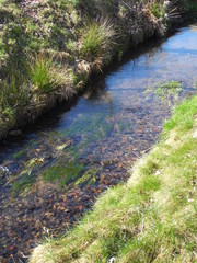 Dorfbach im Frühling