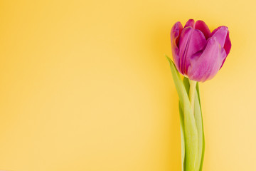 Still life of Tulip head with stem on a yellow spring background. Springtime flat lay in minimal style.
