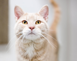 A buff tabby domestic shorthair cat with yellow eyes and long whiskers