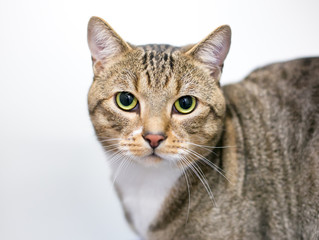 Fototapeta premium A domestic shorthair cat with brown tabby and white markings looking at the camera