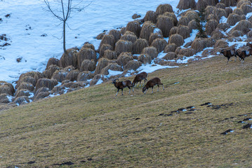 Mouflons in Dolomites Mountains