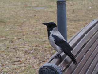 A crow sits on the back of a bench