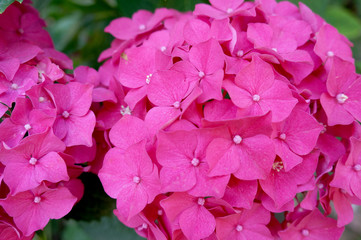  petals of bright pink hydrangea close-up