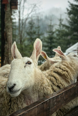 Obraz premium Ram in the stall of a wooden barn. Farm in Scotland