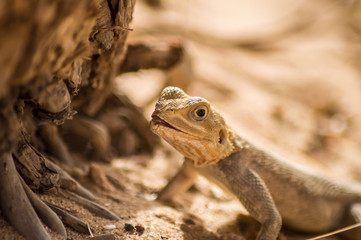 Lizard on a beach in Gambia, Agama Lizard