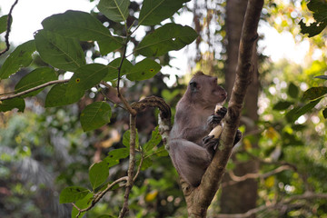 monkey eating a banana on the tree